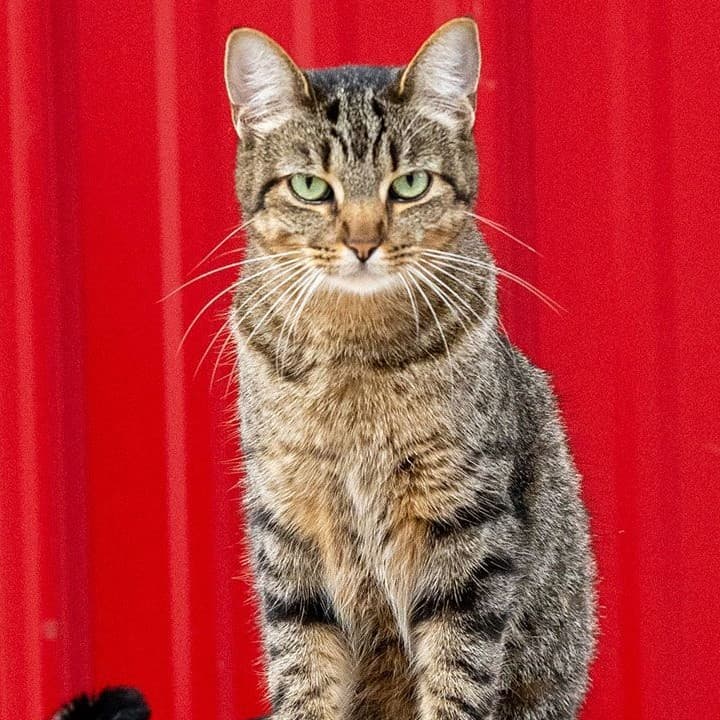 Haas
